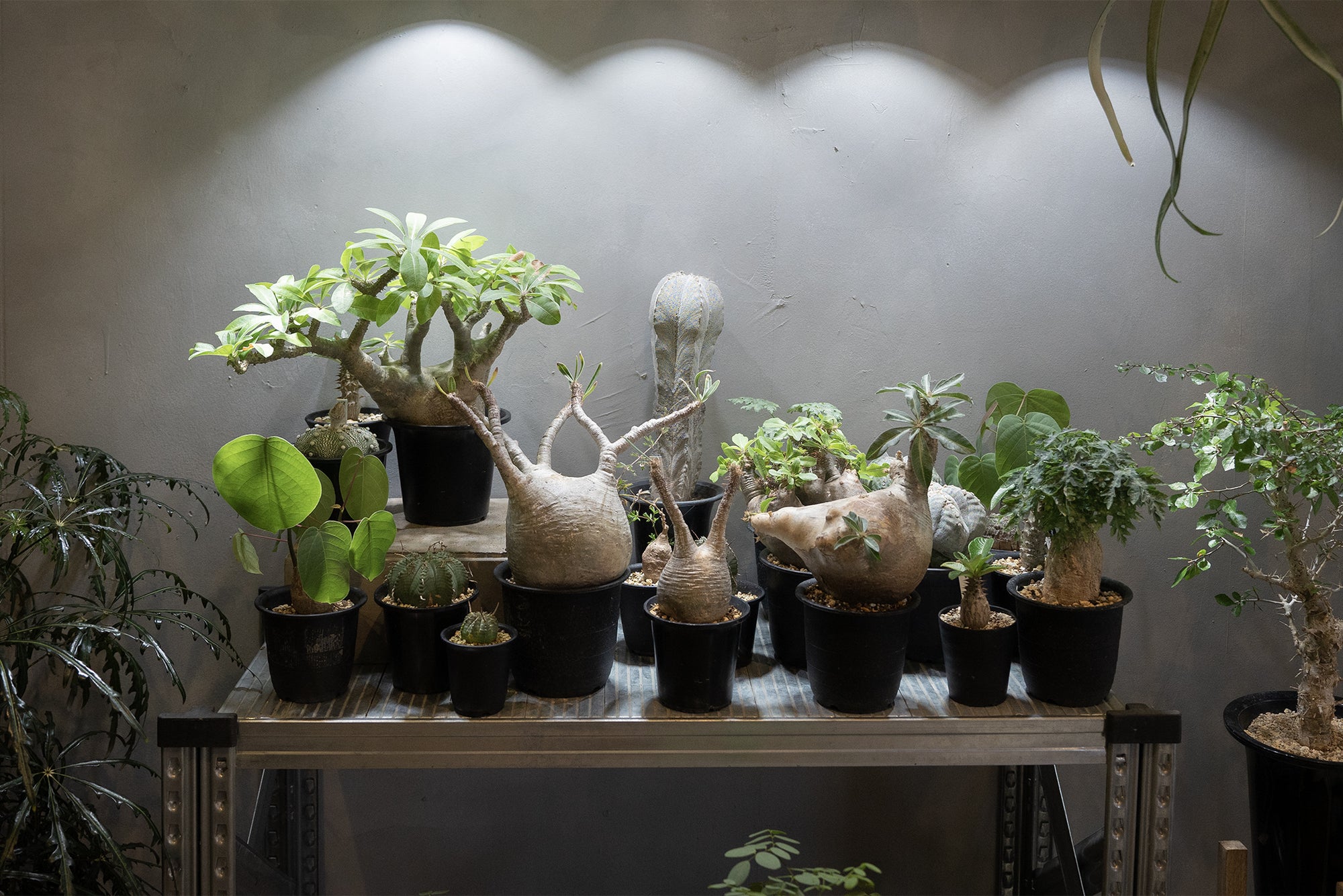 ビカクシダや塊根植物がお出迎え。 東京・学芸大学駅の隠れた植物スポット「NORMAN」とは