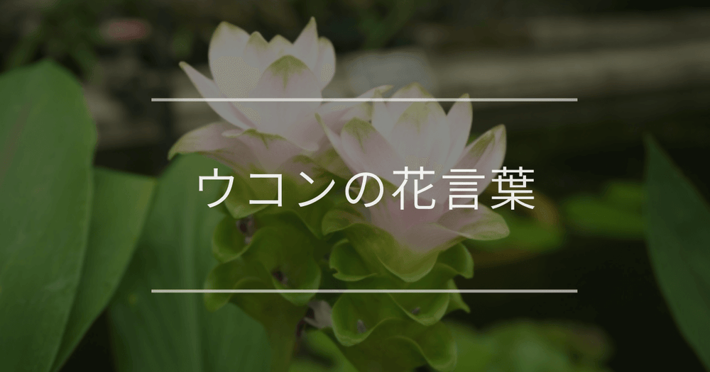 ウコンの花言葉｜色別や誕生花、名前の由来