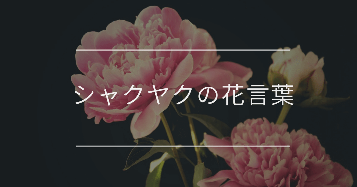 シャクヤク（芍薬）の花言葉