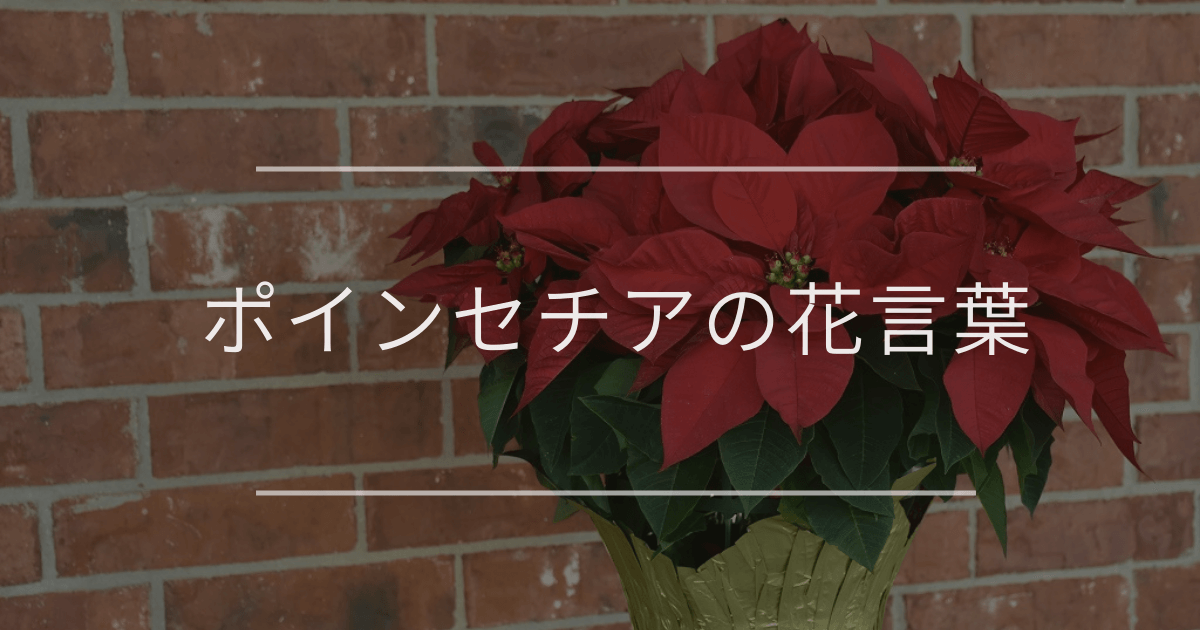 ポインセチアの花言葉