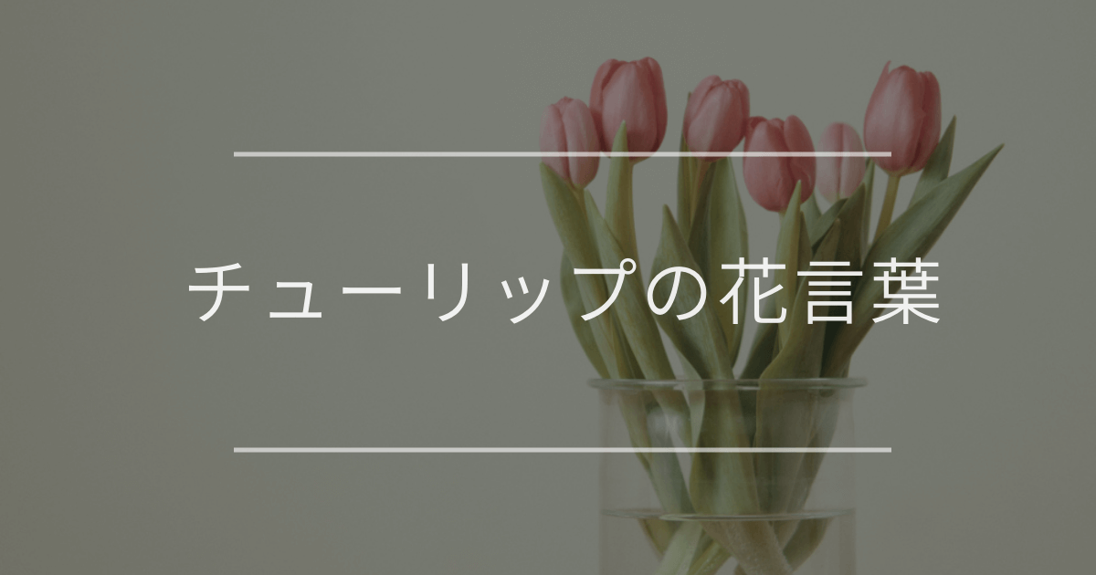 チューリップの花言葉｜色別の花言葉や誕生花、名前の由来