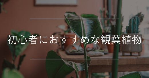初心者におすすめの観葉植物｜室内向き・インテリア例・育て方