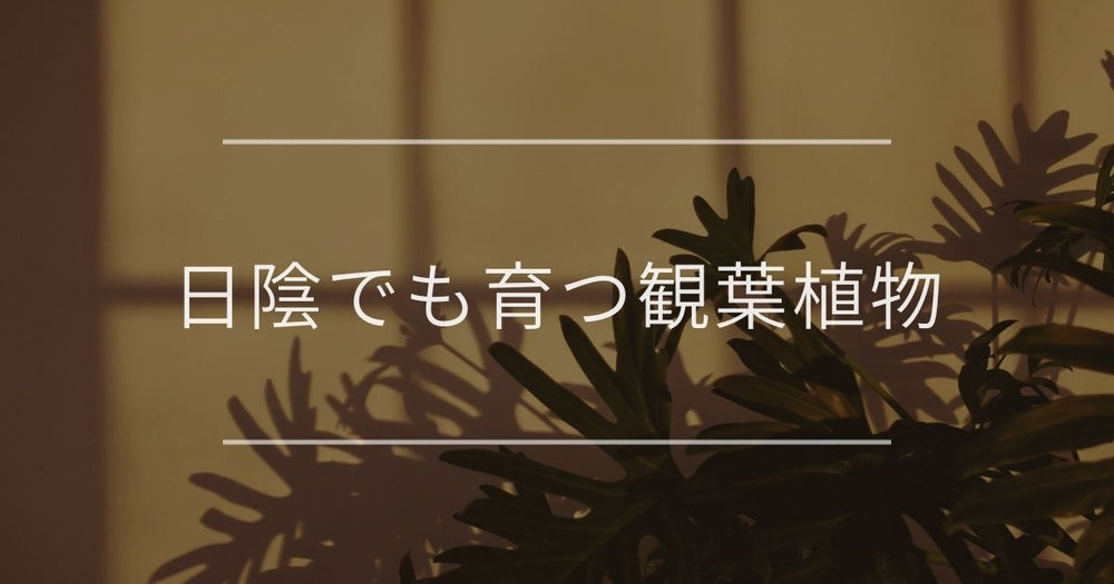日陰でも育つ観葉植物｜日当たり別に耐陰性のある品種紹介