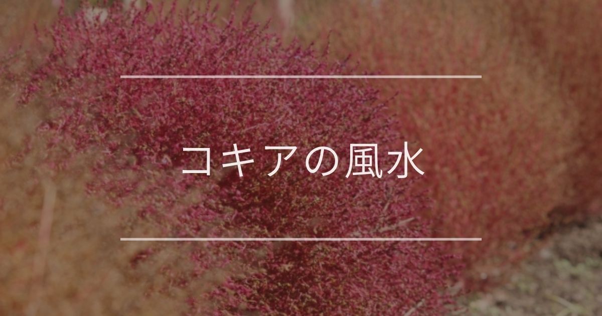 コキアの風水