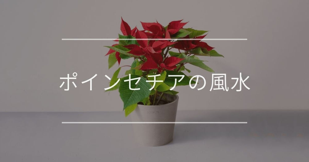 ポインセチアの風水｜置き場所と方角について