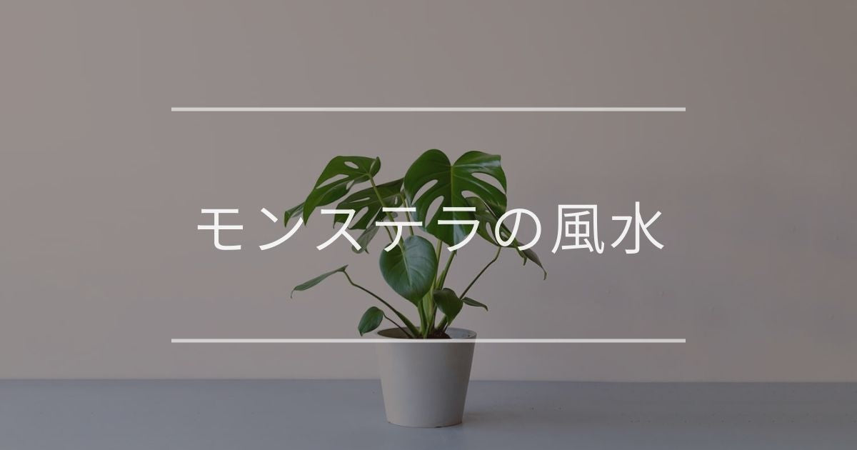 モンステラの3つの風水効果｜運気上昇の置き場所・方角