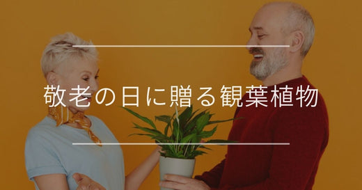 敬老の日に贈る観葉植物10選｜選び方やメリットについて
