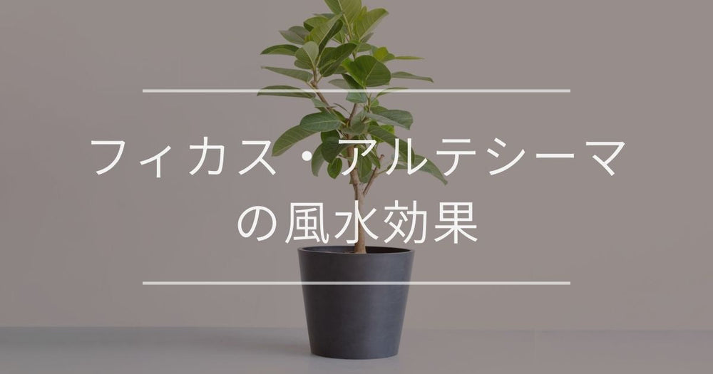 フィカス・アルテシーマの風水｜置き場所や方角について