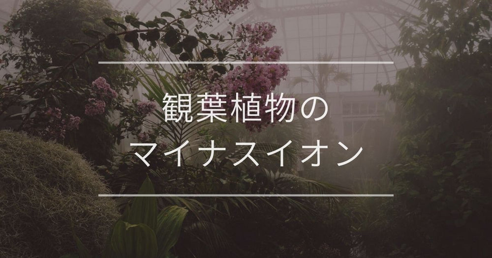 【保存版】観葉植物のマイナスイオン効果｜おすすめ品種や置き方のコツ