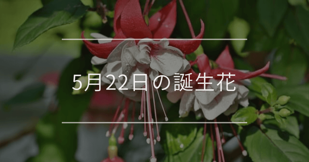 5月22日の誕生花：フクシア・ミツバツツジの花言葉など
