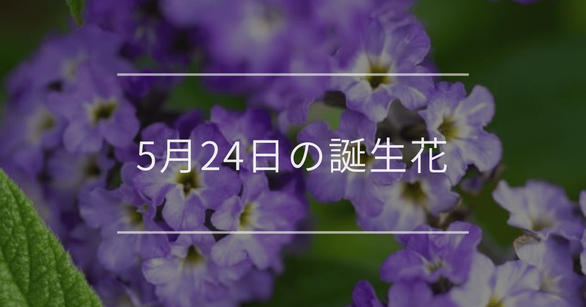 5月24日の誕生花