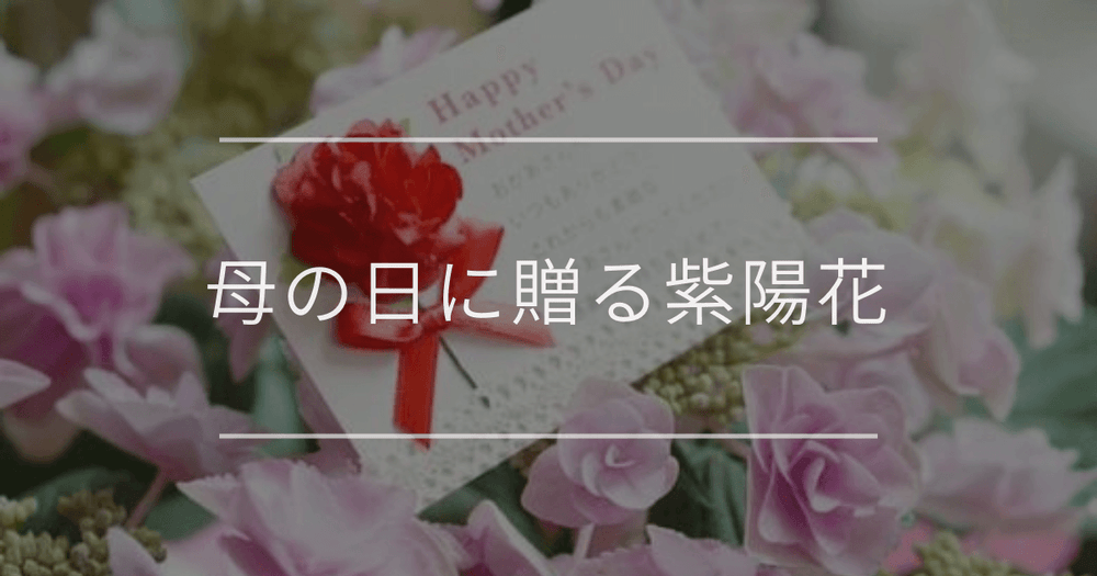 母の日に紫陽花をなぜ送る？人気な理由とおすすめの紫陽花、花言葉について解説