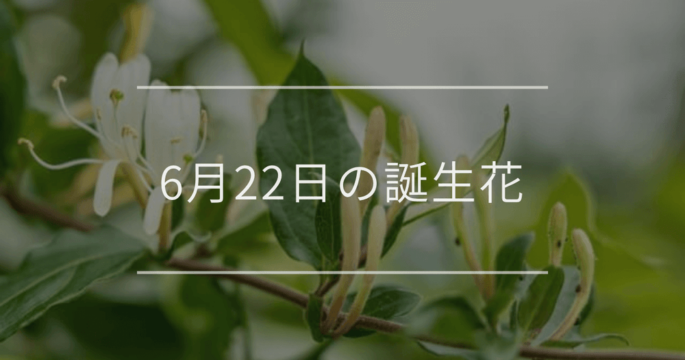 6月22日の誕生花：スイカズラ・ガマズミの花言葉