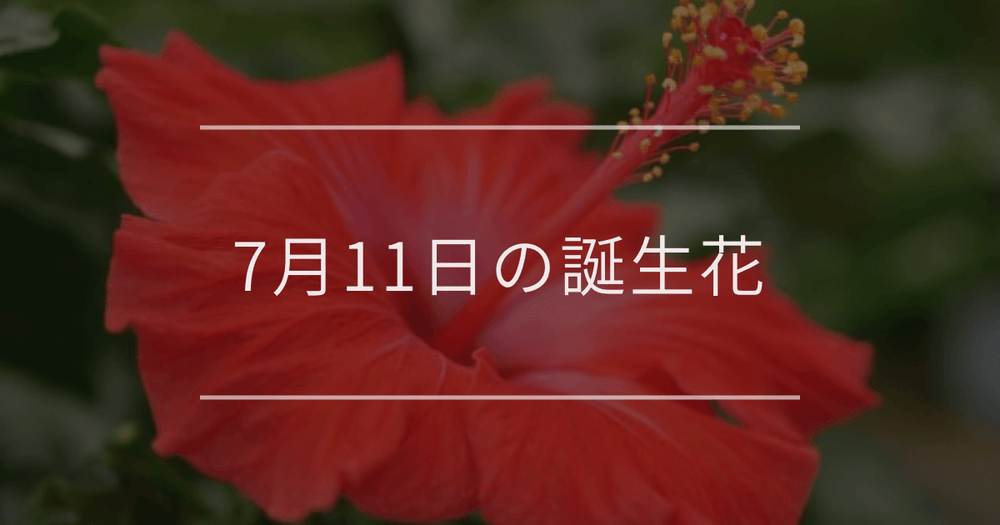 7月11日の誕生花：ハイビスカス・アカンサスの花言葉など