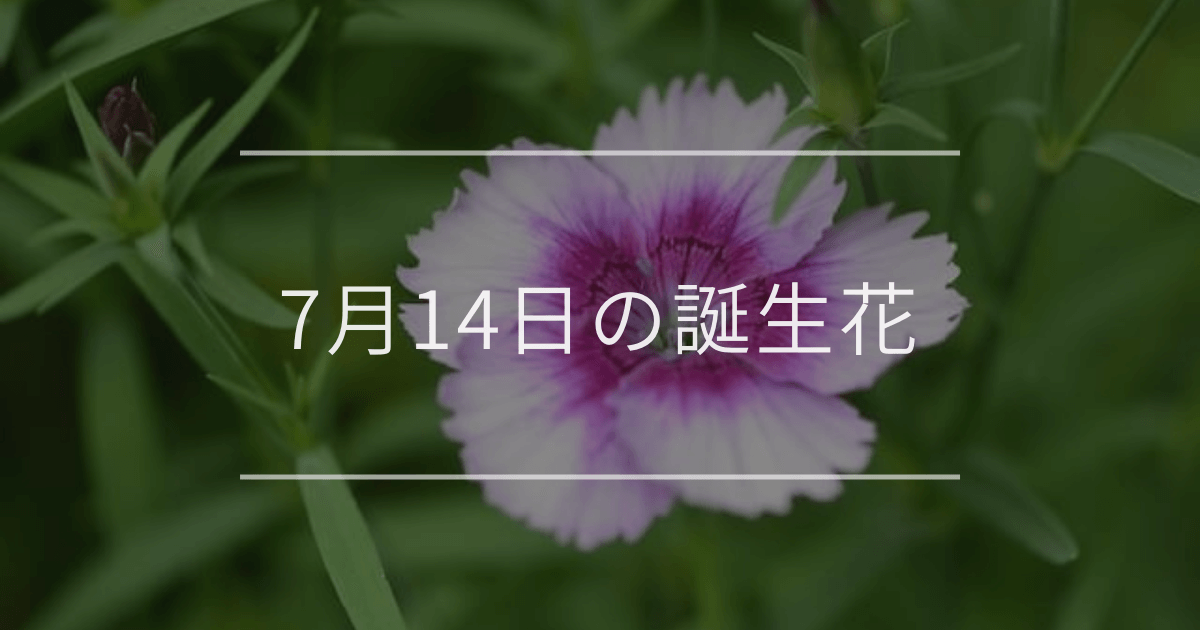 7月14日の誕生花