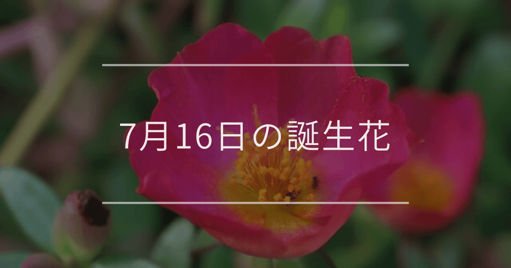7月16日の誕生花：ポーチュラカ・アマリリスの花言葉