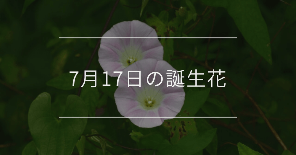 7月17日の誕生花：ヒルガオ・ギボウシの花言葉など