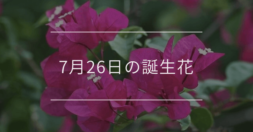 7月26日の誕生花：ブーゲンビレア・ラークスパーの花言葉など