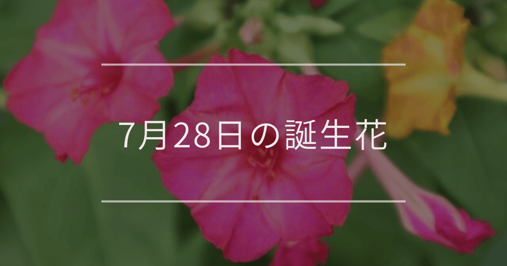 7月28日の誕生花：オシロイバナ・ツユクサの花言葉など