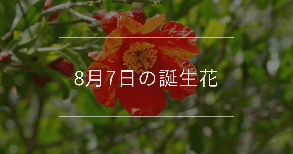 8月7日の誕生花：ザクロ・赤いサルビアの花言葉など