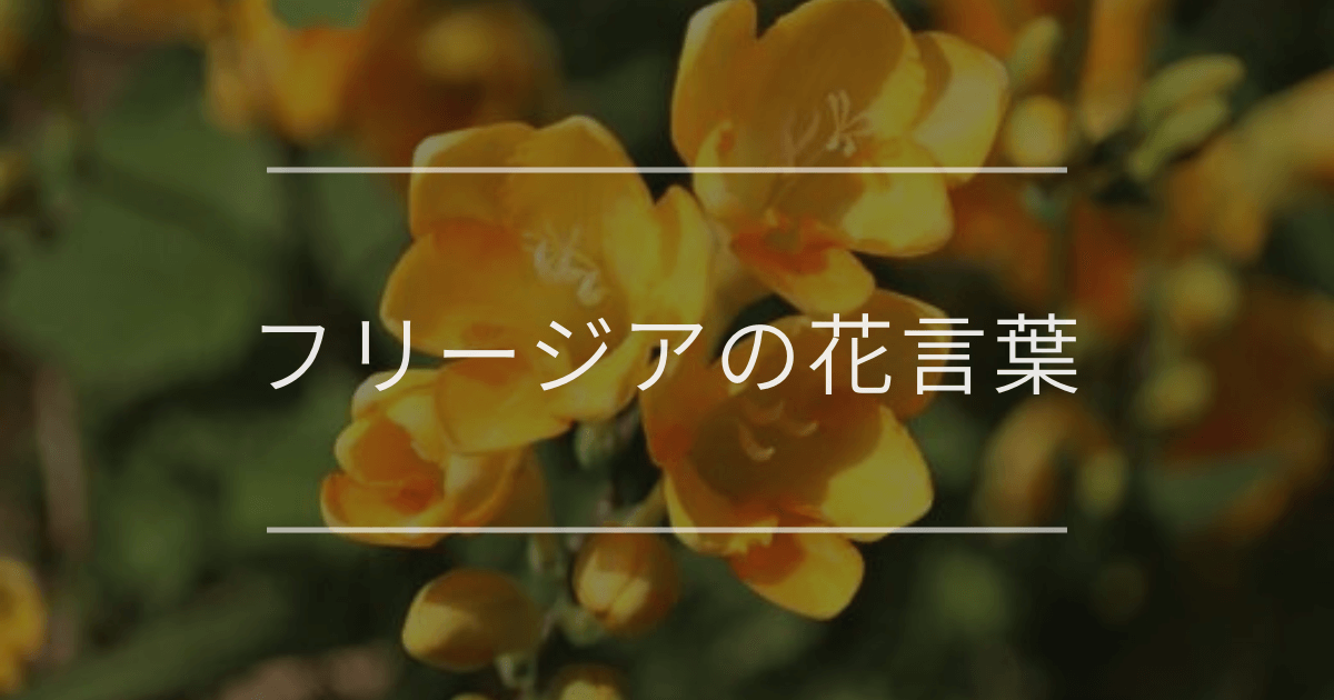 フリージアの花言葉