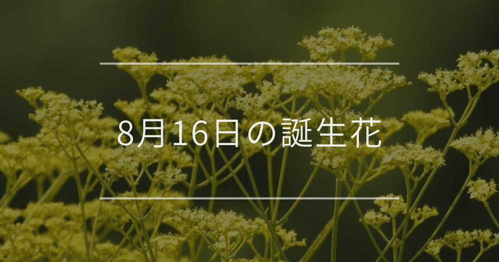 8月16日の誕生花：オミナエシ・ダチュラの花言葉など
