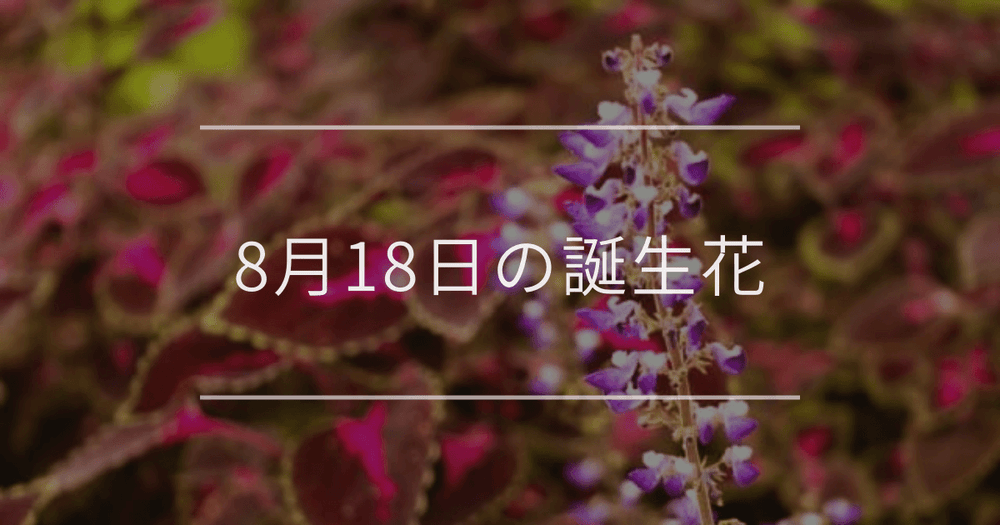 8月18日の誕生花：コリウス・クレオメの花言葉など