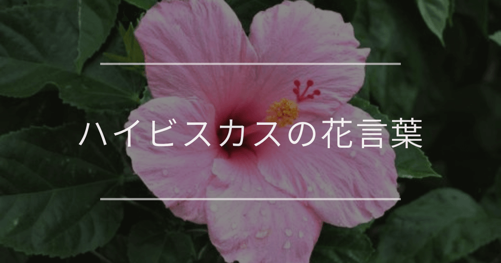 ハイビスカスの花言葉｜色別や誕生花、名前の由来