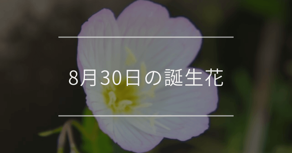 8月30日の誕生花：ツキミソウ・アキノキリンソウの花言葉など