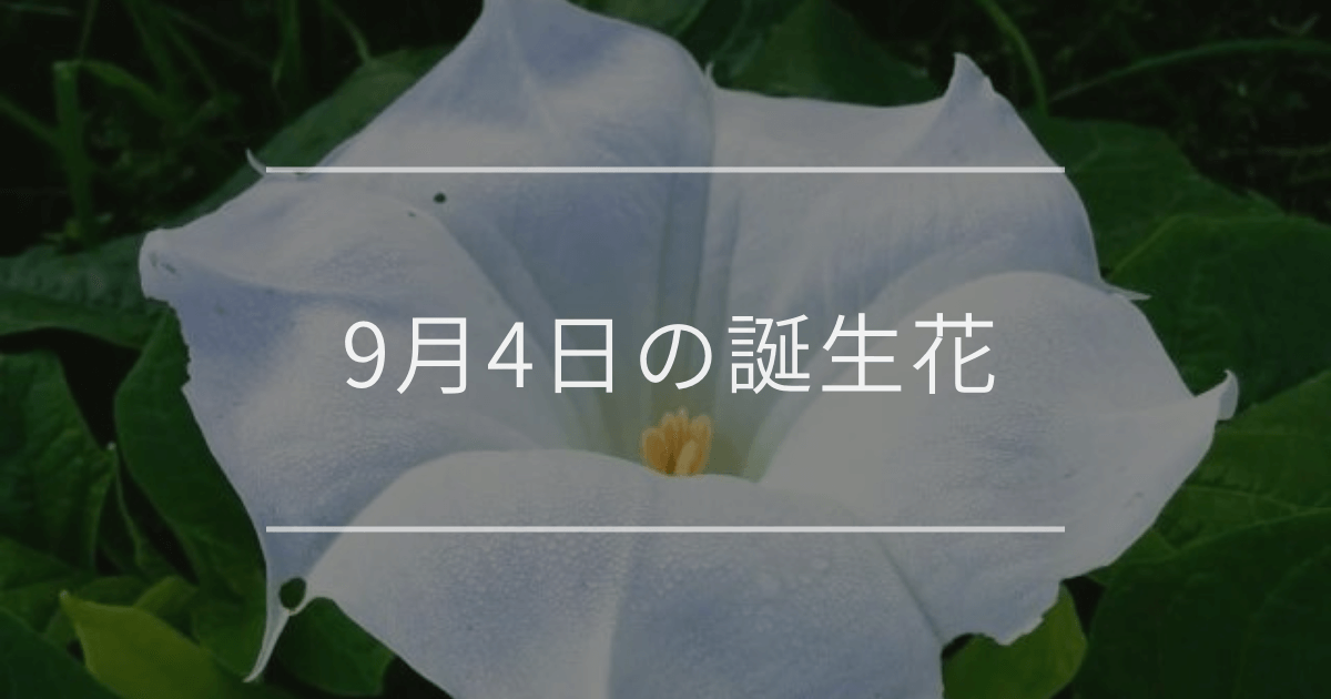 9月4日の誕生花