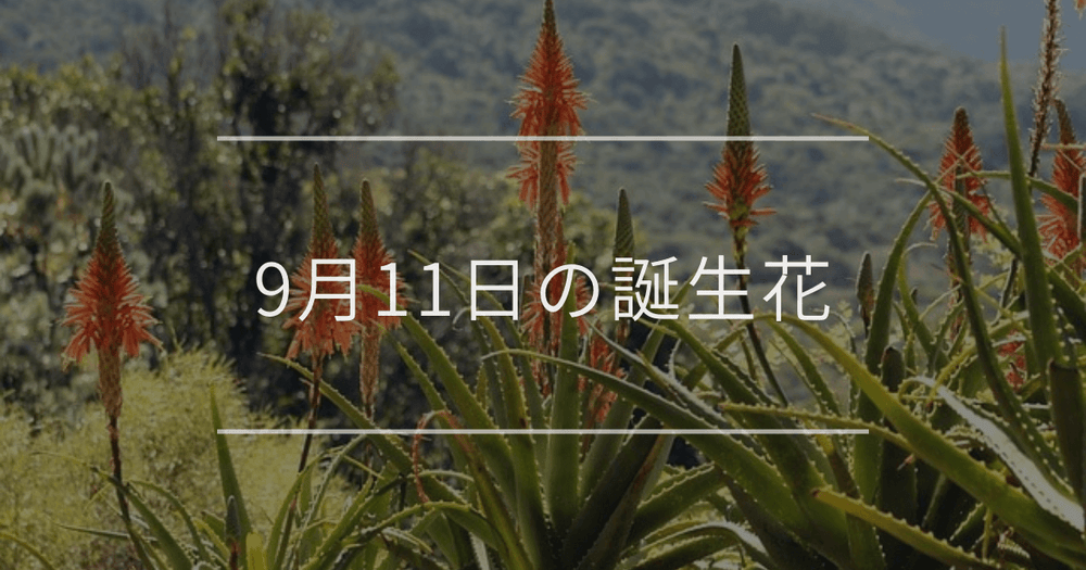 9月11日の誕生花：アロエ・ムクゲの花言葉など