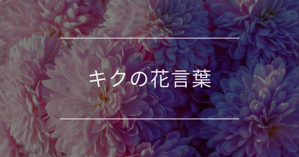 キクの花言葉｜色別や誕生花、名前の由来