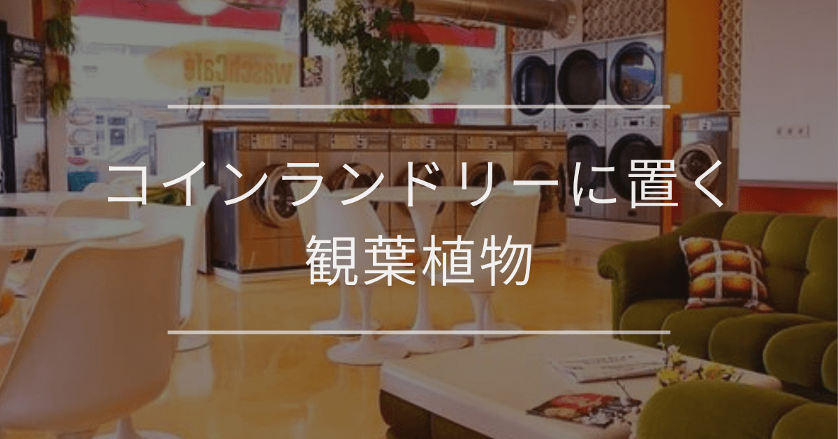 観葉植物　コインランドリー