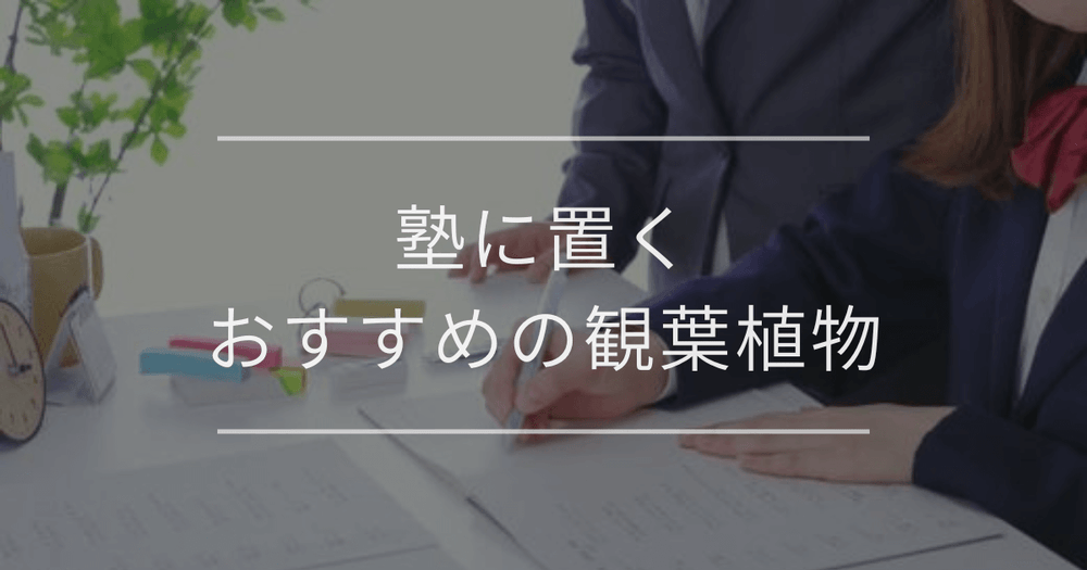 塾に置くおすすめの観葉植物｜メリットと選び方