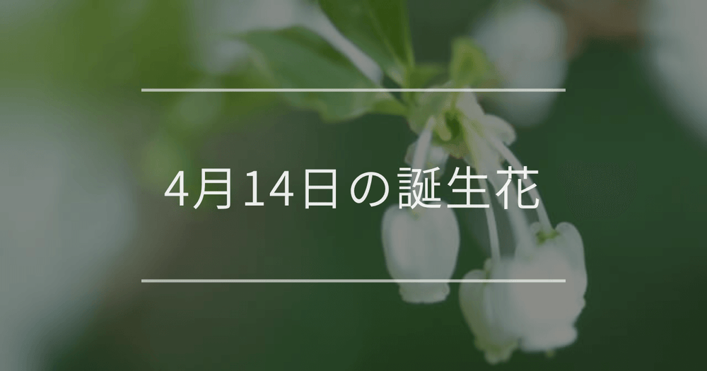 4月14日の誕生花：ドウダンツツジ・エニシダの花言葉など