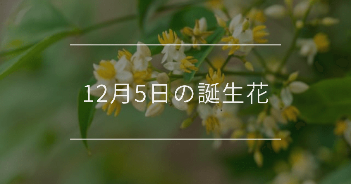 12月5日の誕生花
