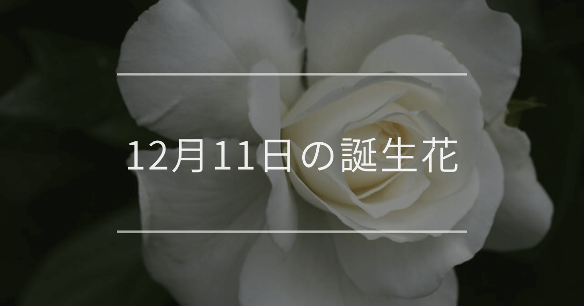 12月11日の誕生花