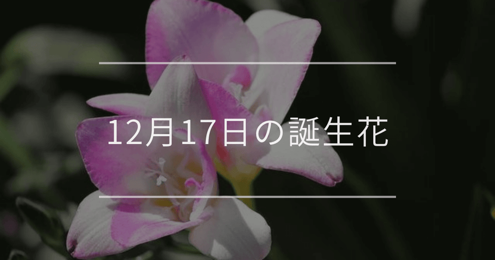 12月17日の誕生花：フリージア・シーマニアの花言葉など