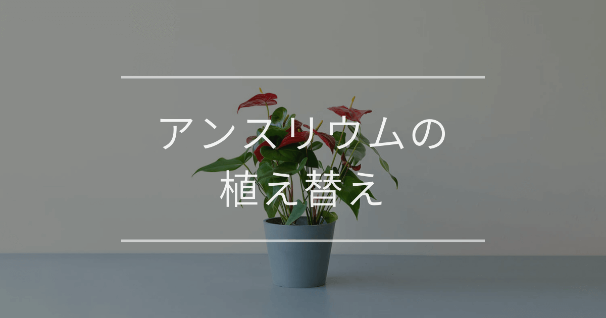 アンスリウムの植え替え