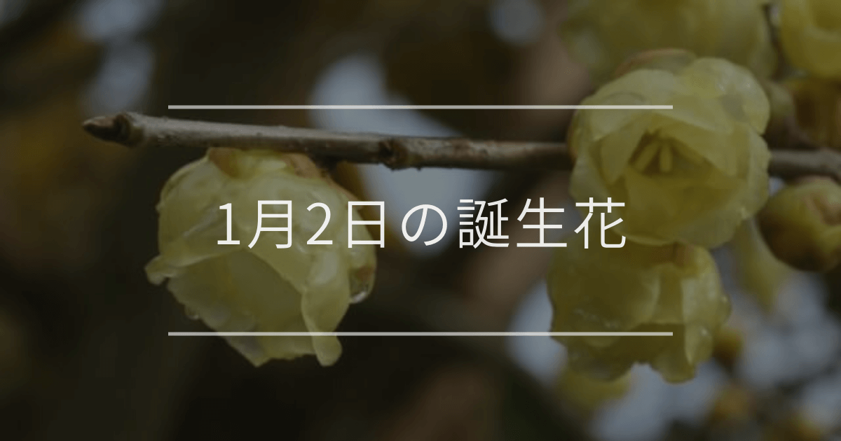 1月2日の誕生花