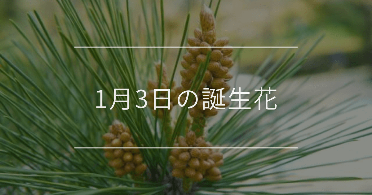 1月3日の誕生花