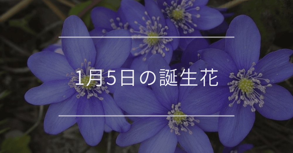 1月5日の誕生花：ミスミソウ・クロッカスの花言葉など