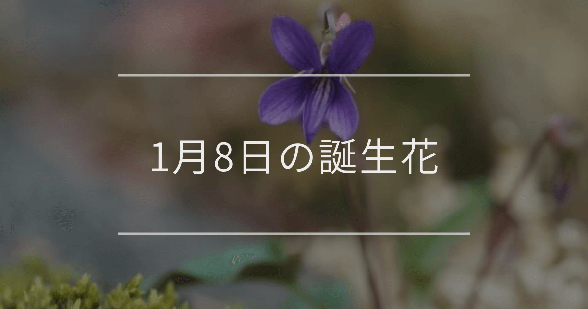 1月8日の誕生花