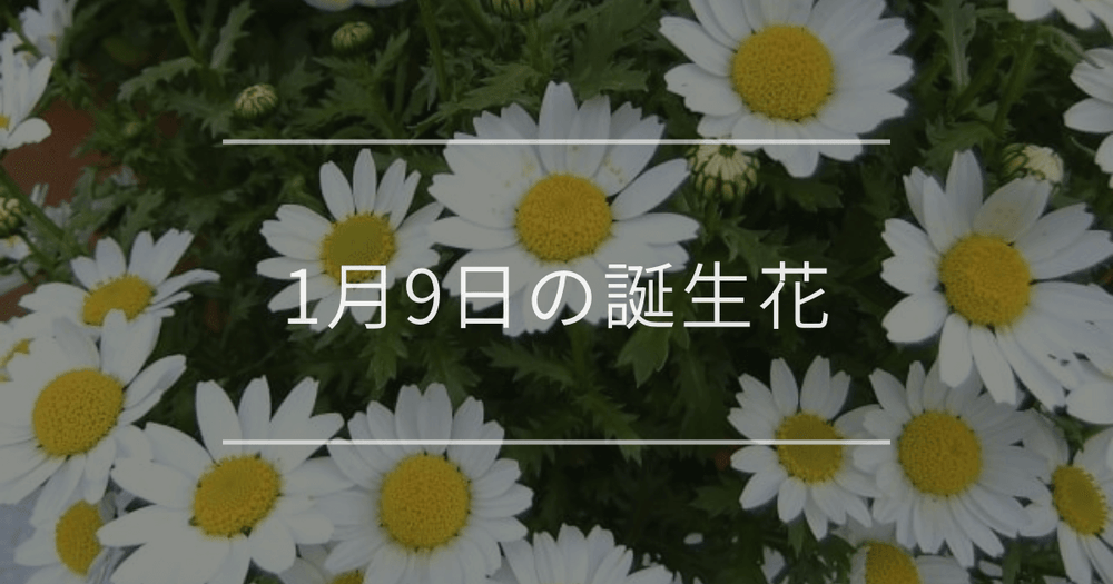 1月9日の誕生花：ノースポール・スミレの花言葉など