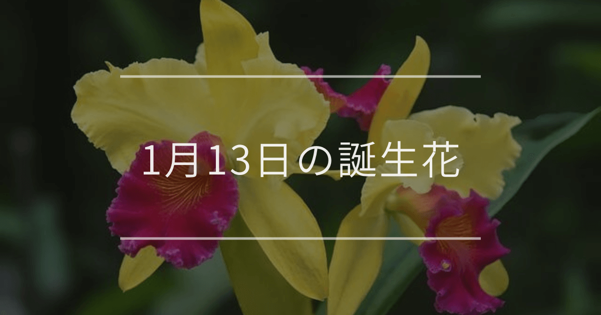 1月13日の誕生花