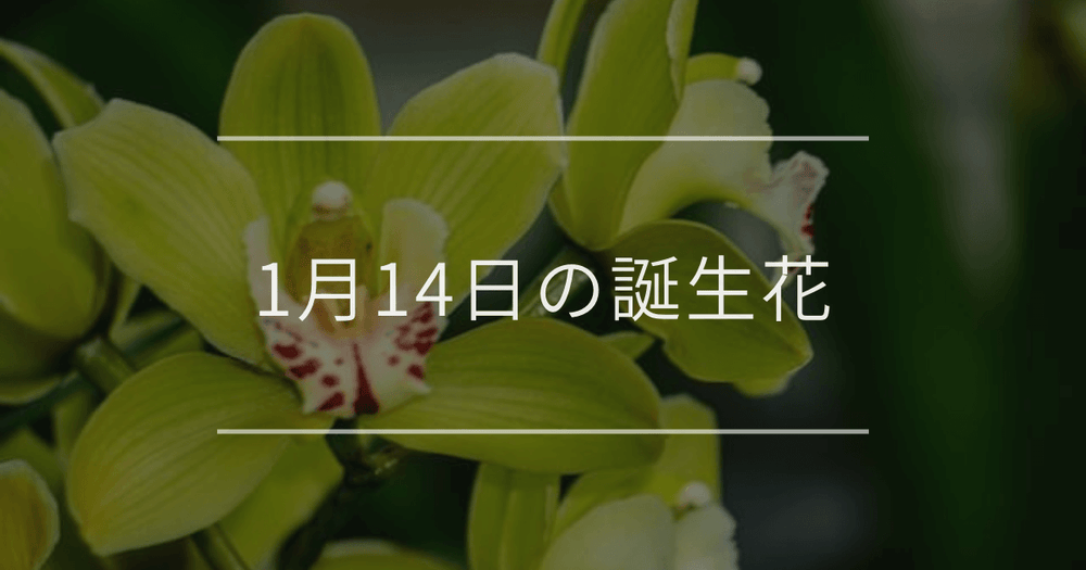 1月14日の誕生花：シンビジウム・シクラメンの花言葉など
