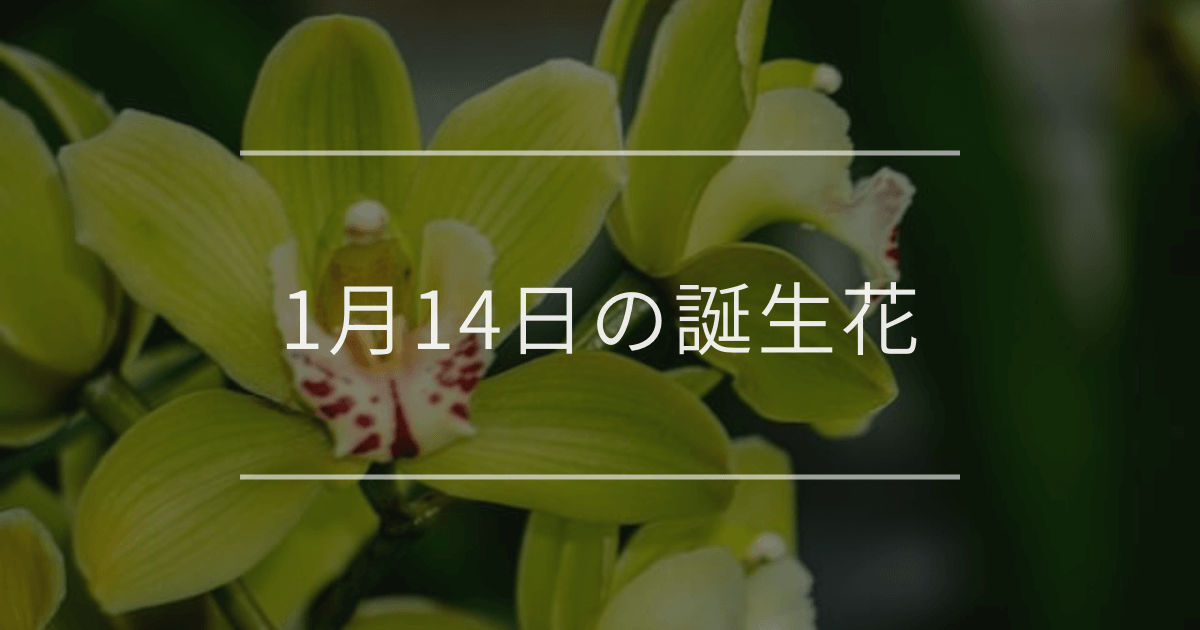 1月14日の誕生花