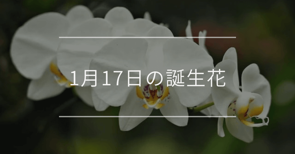 1月17日の誕生花：コチョウラン・シンビジウムの花言葉など