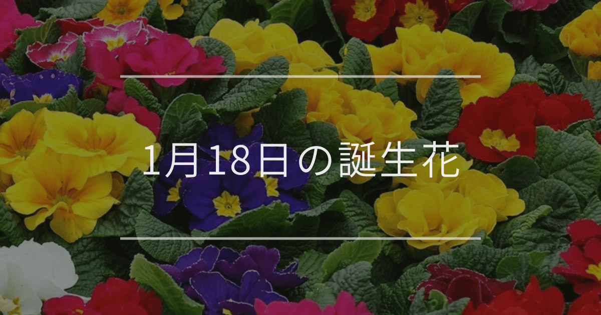 1月18日の誕生花