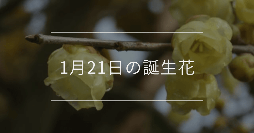 1月21日の誕生花：ロウバイ・クロッカスの花言葉など